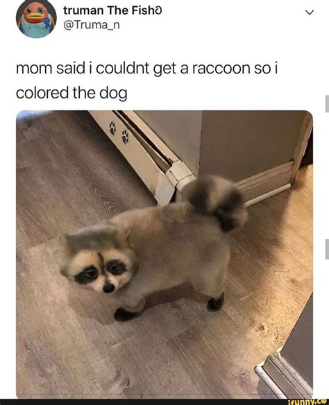Mom Said I Couldnt Get A Raccoon So I Colored The Dog Ifunny