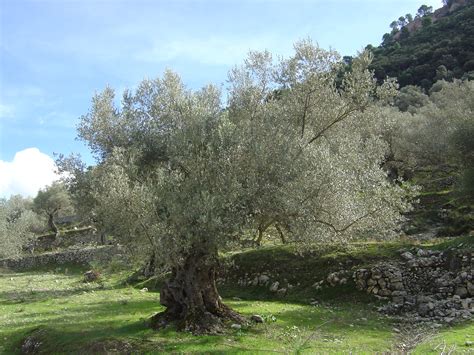 Fileolive Tree Olea Europaea Mallorca