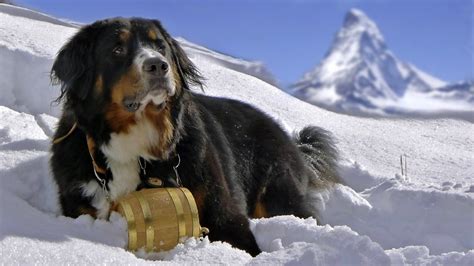 Large Long Coated Black And White Dog Animals Dog Snow Bernese