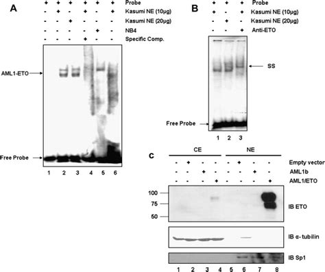 Aml1etoinduced Survivin Expression Inhibits Transcriptional