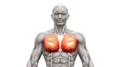 We have previously discussed many of the muscles found in the torso. Pulled Chest Muscle: Symptoms, Causes and Treatment - The ...