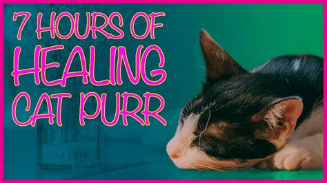 For example, it can lower your stress and even reduce your blood pressure.1 x research source encourage your cat to purr by making it comfortable, keeping it happy and reducing its stress, and showing it affection. 7 HOURS HEALING CAT PURR 😴 CAT PURR TO CURE INSOMNIA ...