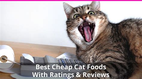Best kitten wet cat food: The Best Cheap Cat Food - Ratings & Reviews for 2020