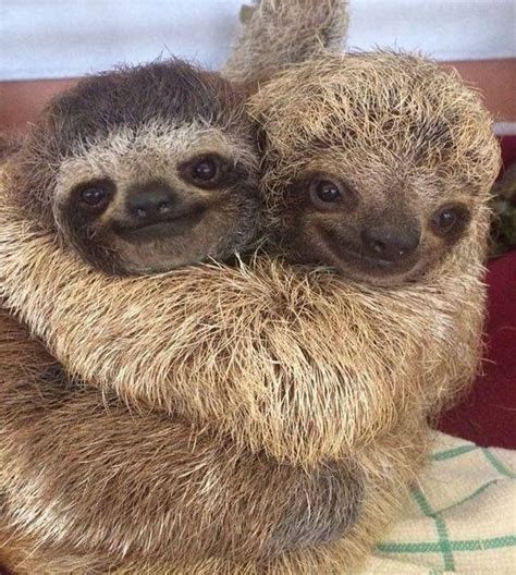 Sloth Love Animal Hugs Cute Baby Sloths Animals Beautiful