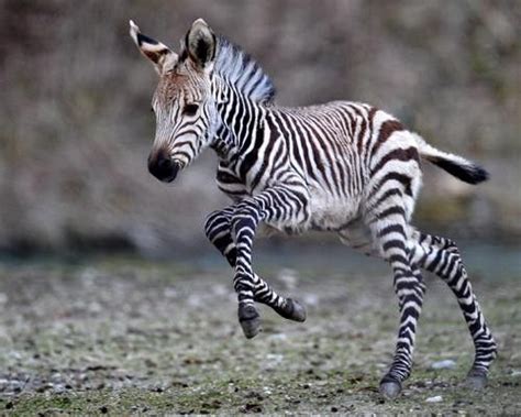 We Heart Zebras Too Cute Animals Cute Baby Animals