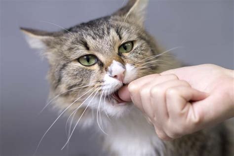 Why Do Cats Purr And Then Bite You
