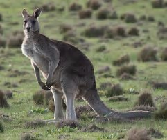 Image result for eastern grey kangaroo