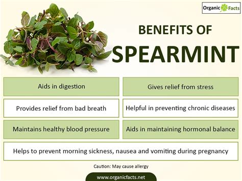 Spearmint Vs Peppermint What Are The Differences Health Benefits