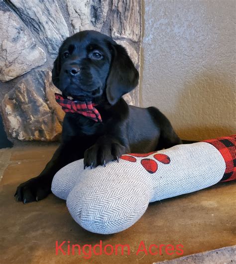 All of our dogs are of ofa certified in their hips and elbows. Labrador Puppies For Sale | Lab Puppies Southern California