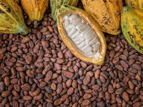Ghana Ivory Coast Fix Cocoa Prices To Stop Exploitation Of Farmers