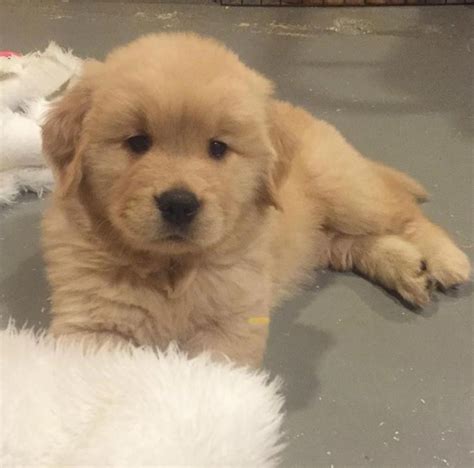 Golden Retriever Puppies For Sale Philadelphia Pa 328566