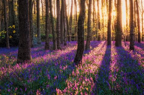 49 Photos Showing The Beautiful Colors Of Spring Photo Contest