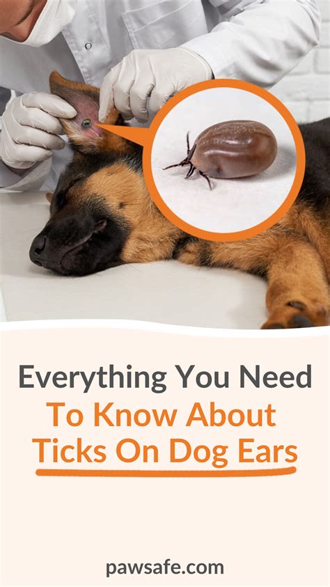 Everything You Need To Know About Ticks On Dog Ears In 2022 Ticks On