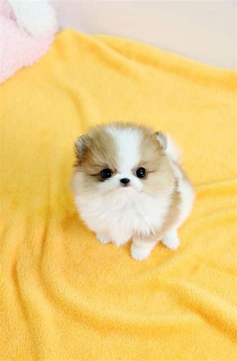 This Is A Teacup Pomerian Pomeranian Puppy Teacup Teacup