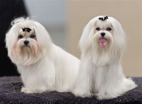 Maltese Facts Pictures Price And Training Dog Breeds