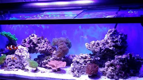 55 Gallon Reef Youtube