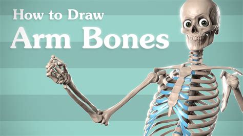 The arm is designed to allow the hand to twist. Drawing Arm Bones - Anatomy for Artists - YouTube