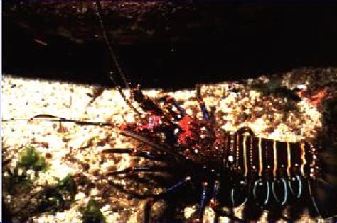 An Endemic Hawaiian Spiny Lobster At 8 Meters On Oahu Hawaii Courtesy