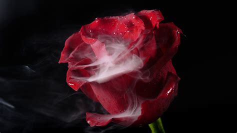 Smoke And A Beautiful Rose Stock Footagebeautifulsmokerosefootage
