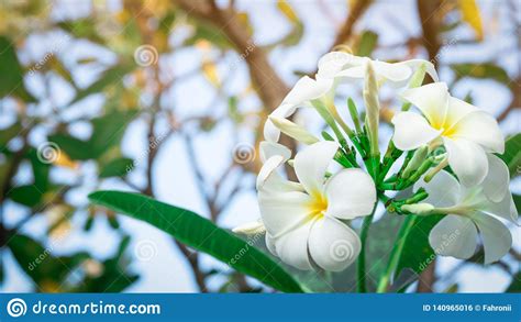 I fiori, bianchi, sono molto profumati, le foglie piccole e sempreverdi. Fiori Bianchi Con Centro Giallo / Fiore Bianco Con Centro ...