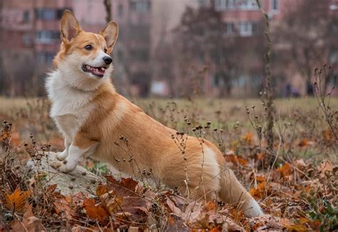 Pembroke Welsh Corgi Blog Plexidor Dog Doors