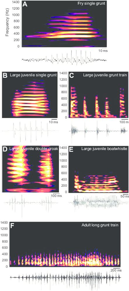 Spectrograms And Oscillograms Of Representative Vocalisations Produced