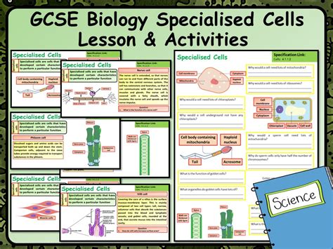 Aqa Gcse Biology Science Specialised Cells Lesson Teaching Resources