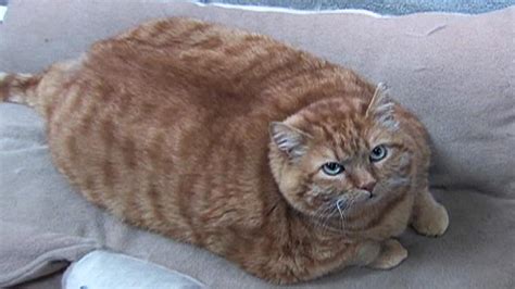 Overweight Cats Obesity In Cats Prevalence Health Risks Best Food