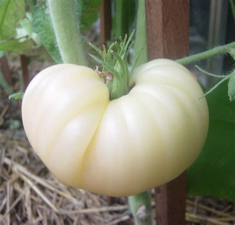 White Tomatoes White Queen Tomato