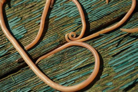 What Are Roundworms Types Characteristics And Treatment
