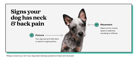 Dog Neck And Back Pain Symptoms And Treatments