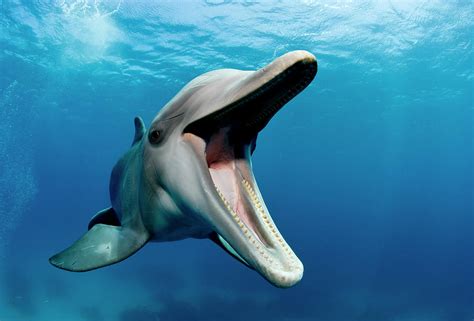 Atlantic Bottlenose Dolphin Tursiops Photograph By Stephen Frink