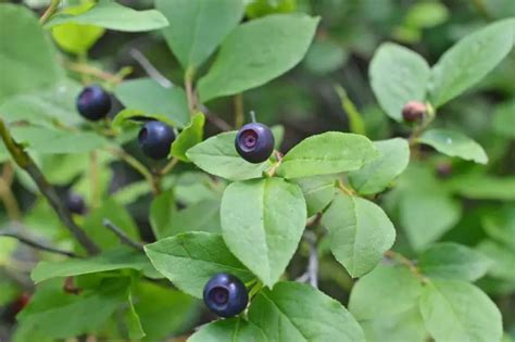 10 Incredibly Safe Berries To Eat In The Wild Outdoor Fads