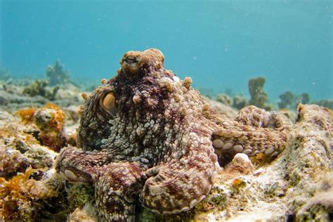 Fascinating On Twitter Octopuses Sometimes Punch Fish For No Apparent