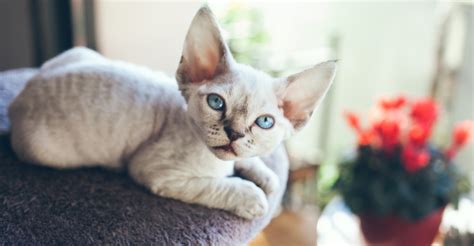 Skip to registered breeder list >. 9 Cat Breeds for People with Allergies | Petfinder