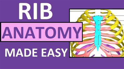 Rib Anatomy True Ribs False Ribs Floating Ribs Typical Vs