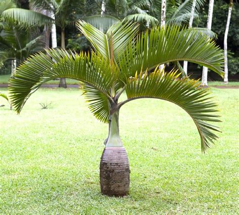 Dwarf Palm Trees Australia Mellisa Castellanos