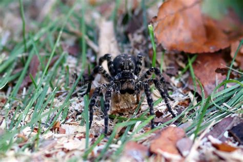 Tarantula Spider With Big Eyes Stock Image Image Of Hunter Insect
