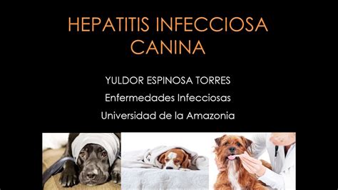 Enfermedades Infecciosas Hepatitis Infecciosa Canina