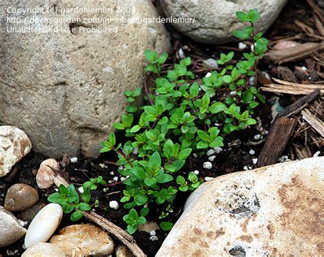 How To Grow Different Types Of Creeping Thyme