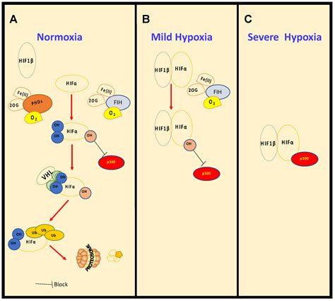 Cancers Free Full Text Roles Of Hif And Oxoglutarate Dependent