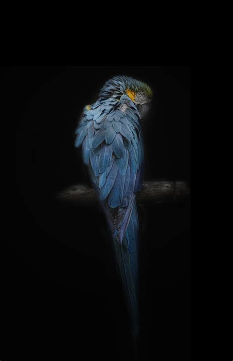 Pin By Christopher Gowell On Birds Parrots Art Bird Photography Birds