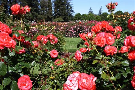 The price is nt$2,449 per night from. My photo journal: San Jose Municipal Rose Garden