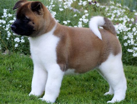 Just long enough for a litter of happy, healthy puppies to develop. Akita dog price range. How much are American Akita puppies ...