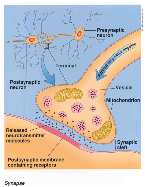 Mybiologypal Synapse And Transmission Of Information