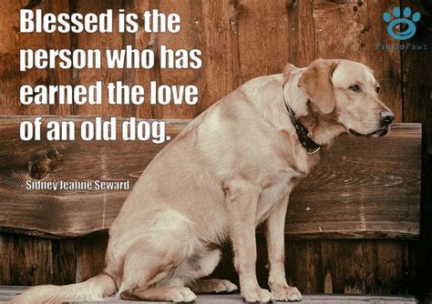 Pin By Presto Paws On Pet Quotes Old Dog Quotes Dog Quotes Senior Dog