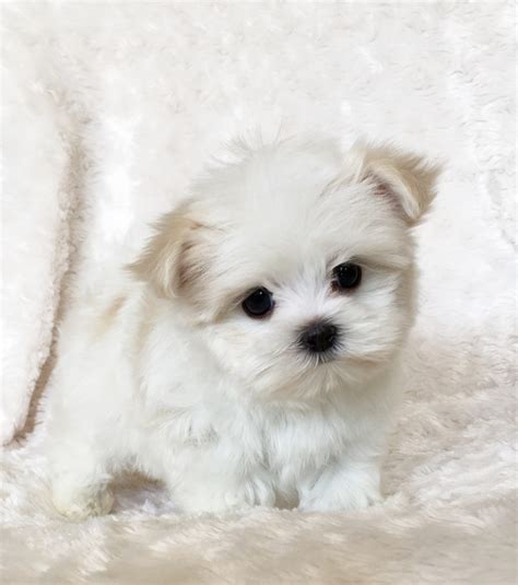 Teacup Maltipoo Puppy For Sale California Iheartteacups