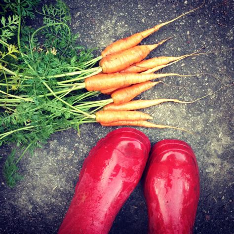 Sep 19, 2018 · this unorthodox method of checking if the carrots are ready to pick is rarely used. My last harvest of carrots from the allotment! | Carrots ...