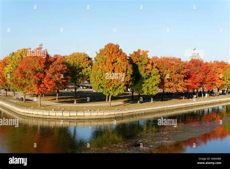 Red maple trees in the Parc du bassin Bonsecours, Old Port of Montreal ...