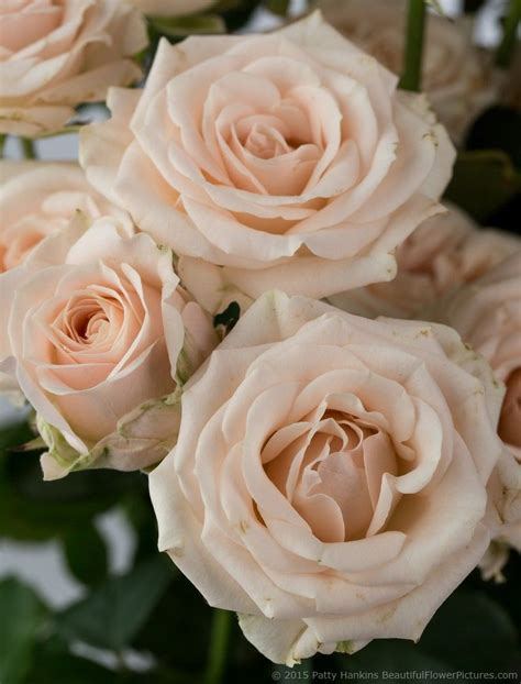 Jana Spray Roses~delicate Pale Pinkpeach Rose By Patty Hankinsfine